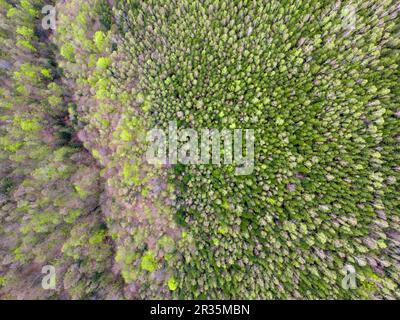 A young and old forest is seen from above, with the trees in the foreground Stock Photo
