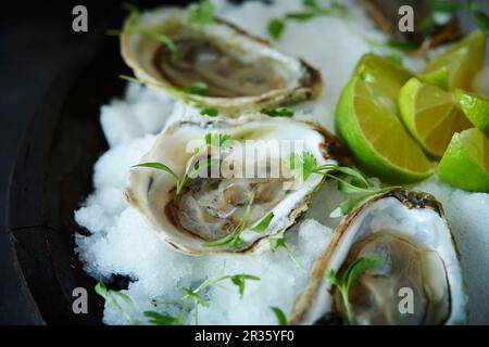 Raw oysters in half shells with herbs and limes Stock Photo