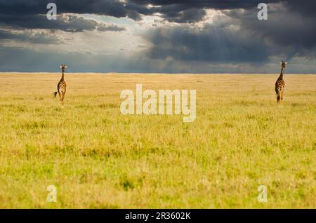 Giraffe Pair crossing the Savanna against the backdrop of heavy rain clouds in a golden twilight setting at Serengeti National park, Tanzania Stock Photo