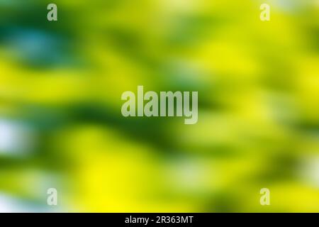 Blurred abstract background in green tones. Defocused abstraction. Stock Photo