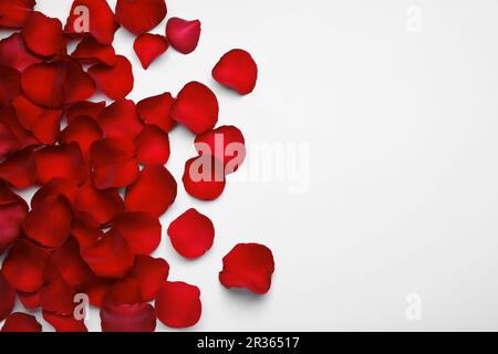 Red Rose Petals White Background Top View Stock Photo by ©NewAfrica  205709180