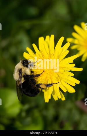 A half black bumblebee, Bombus vagans, pollinating a dandelion flower, Taraxacum, a yard. Stock Photo