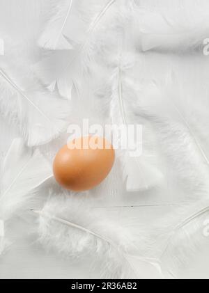 A chicken's egg and feathers Stock Photo
