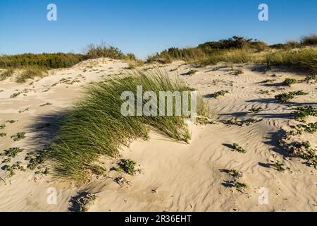 sistema dunar, playa de Sa Rapita, Campos del Puerto, Migjorn, Mallorca, Balearic Islands, Spain, Europe. Stock Photo