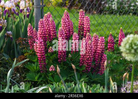 Lupines with beautiful pink coloring growing by a chain link fence in a mixed garden setting. Stock Photo