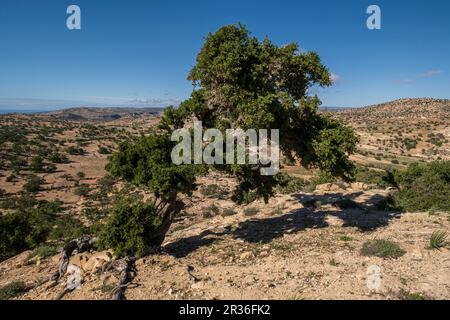 argan tree, Assaka, road from Essaouira to Agadir, morocco, africa. Stock Photo