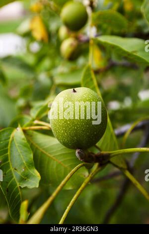 A green walnut on a tree Stock Photo