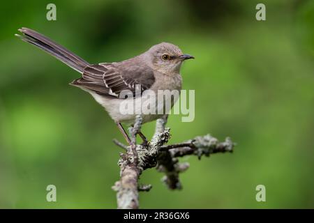 A nothern mockingbird perched on a branch Stock Photo
