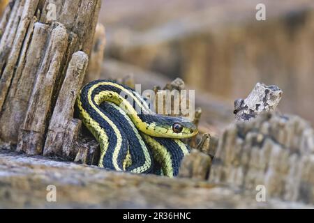 Eastern Garter snake (Thamnophis sirtalis sirtalis) Gartersnake Stock Photo