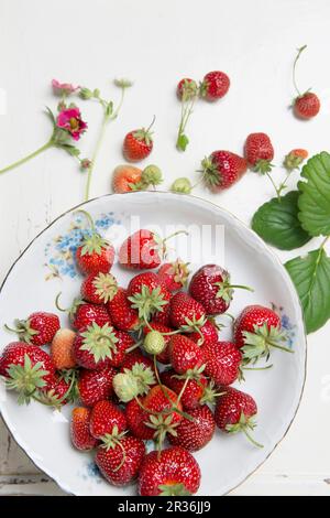 Strawberries in a porcelain bowl on a wooden surface Stock Photo