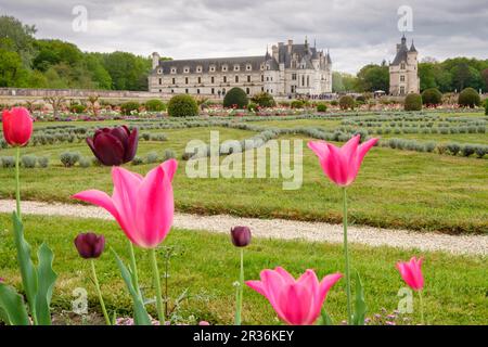 Garden of Diana de Poitiers, Château de Chenonceau, 16th century, Chenonceaux, Indre-et-Loire department, France, Western Europe. Stock Photo