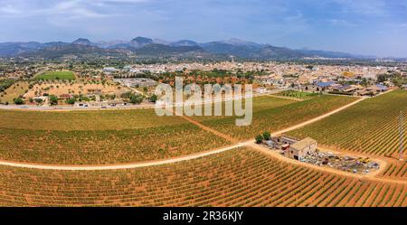 spring vineyard field, wineries José L. Ferrer, Binissalem, Majorca, Balearic Islands, Spain. Stock Photo