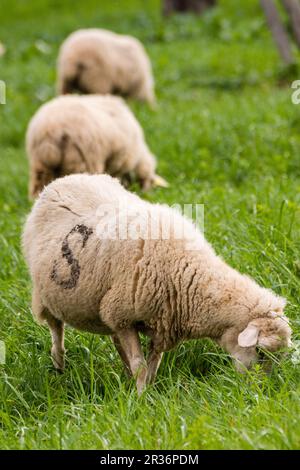 Sheep grazing, Alqueria d Avall, Bunyola, region of the Serra de Tramuntana, Mallorca, Spain. Stock Photo