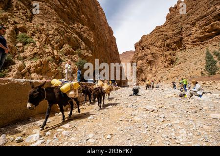 school of painters studying in the Todgha Gorges, High Atlas, Morocco, Africa. Stock Photo