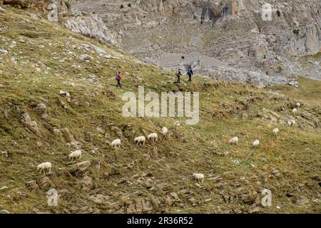 rebaño de ovejas, collado de Linza, Parque natural de los Valles Occidentales, Huesca, cordillera de los pirineos, Spain, Europe. Stock Photo