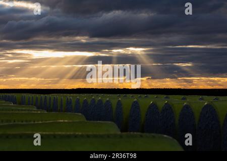 Sunset in Cotton Gin, Narrarbri, Australia Stock Photo