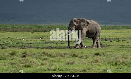 Bull elephant (Loxodonta africana) walking in front of the march in Ngorongoro Conservation Area, Tanzania, Africa Stock Photo