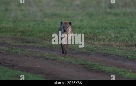 Spotted hyena (Crocuta Crocuta)  in the Ngorongoro Conservation Area, Tanzania, Africa Stock Photo