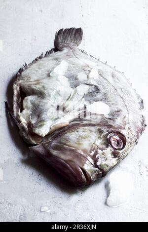 A fresh John Dory fish Stock Photo