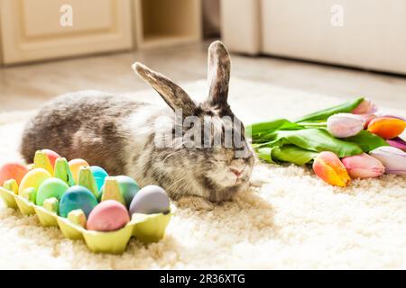 Easter rabbit in the room Stock Photo
