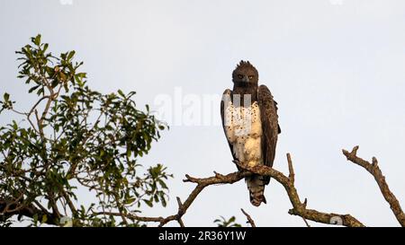 Martial Eagle (Polemaetus bellicosus) perched on a branch looking directly at camera, Mara North Conservancy, Kenya, East Africa Stock Photo