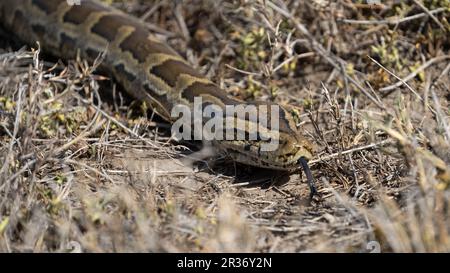 Central African Rock python (Python sebae) in the grasses near the Oolgol Kopjes, Serengeti National Park, Tanzania Stock Photo