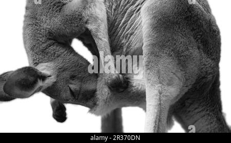 A mum kangaroo is checking her brood pouch. Isolated animal on white background. Stock Photo