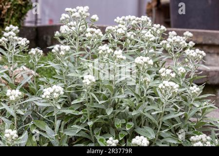 Pearl basket (Anaphalis triplinervis) in the garden Stock Photo