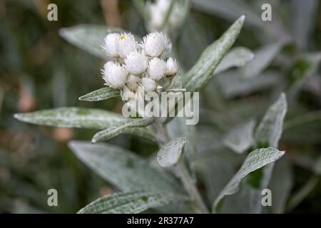 Pearl basket (Anaphalis triplinervis) in the garden Stock Photo