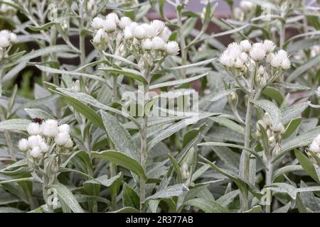 Pearl basket (Anaphalis triplinervis) in the garden Stock Photo