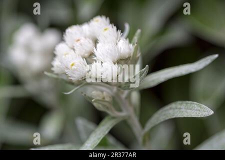 Pearl basket (Anaphalis triplinervis) in the garden Stock Photo