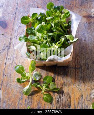 Fresh lamb's lettuce in and in front of a woodchip basket Stock Photo