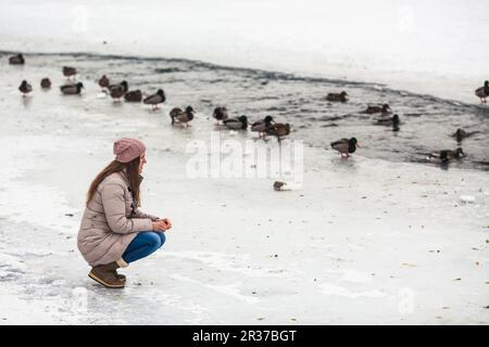 Girl feeding ducks in winter Stock Photo