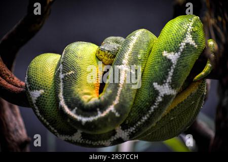 Emerald Tree Boa (Corallus caninus) Stock Photo