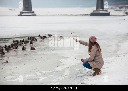 Girl feeding ducks in winter Stock Photo