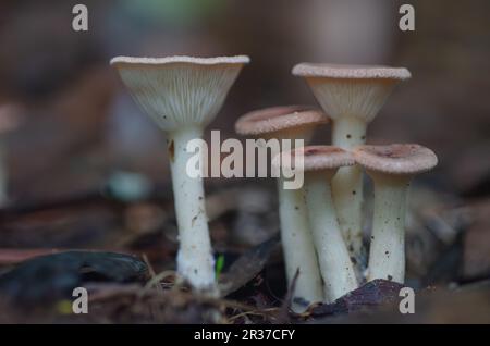 A small grouping of Infundibulicybe gibba fungi, usually referred to as common funnel mushrooms. Stock Photo