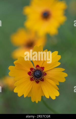 Coreopsis basalis, or tickseed, in an annual that grows wild in the fields of Texas, but the plant is also beautiful in the garden. Stock Photo