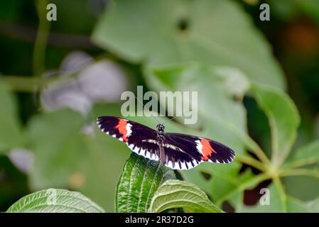 Postman Butterfly (heliconius melpomene) resting on a leaf Stock Photo