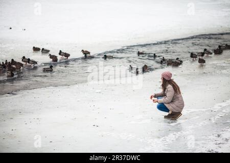 Girl feeding ducks in winter Stock Photo