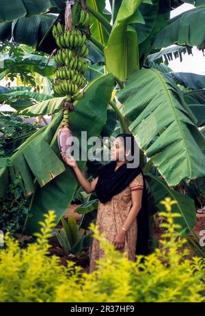 The fruit of the banana (Musa paradisiaca Linn) (Musa acuminata) tree can be used as food, South India, India, Asia Stock Photo