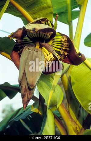 The flower of the banana (Musa paradisiaca Linn) tree can be used as food, Kerala, South India, India, Asia Stock Photo