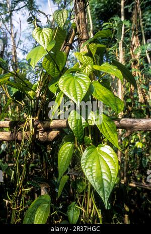 Betel (Piper betle) Leaf Vine at Sholavandan Tamil Nadu, South India, India, Asia Stock Photo