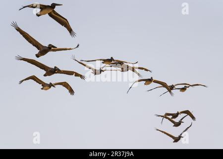 Flock of flying pelicans against clear blue sky background, copy space Stock Photo