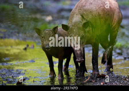 North Sulawesi north sulawesi babirusa (Babyrousa celebensis) adult female with young, standing in the mud at the salt lick, Nantu Reserve, Sulawesi Stock Photo