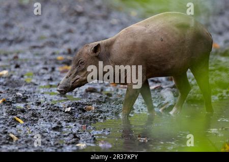 North Sulawesi north sulawesi babirusa (Babyrousa celebensis), adult female, migrating in the mud at the salt lick, Nantu Reserve, Sulawesi, Indonesia Stock Photo