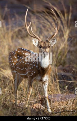 Spotted deer (axis axis), adult male, standing, Ranthambore N. P. Rajasthan, India Stock Photo