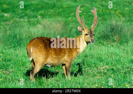 Hog deer (Axis porcinus), deer, ungulates, mammals, animals, Hog Deer adult male, in velvet, standing on graze Stock Photo