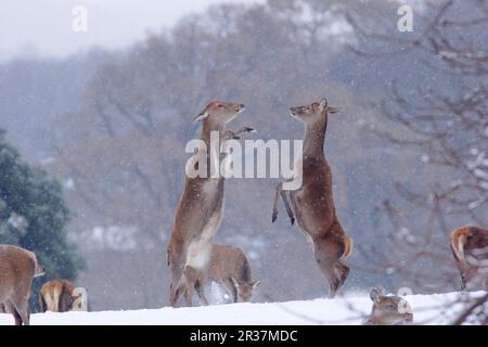 Red deer (Cervus elaphus) two stags, 'boxing', fighting for supremacy in the snow, Yorkshire, England, United Kingdom Stock Photo