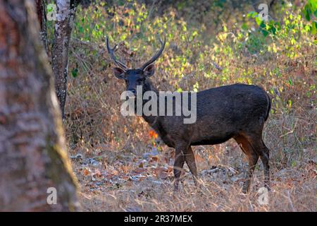 Sambar (Cervus unicolor) adult male, standing in woodland, Nagarhole (Rajiv Gandhi N. P.), Karnataka, India Stock Photo