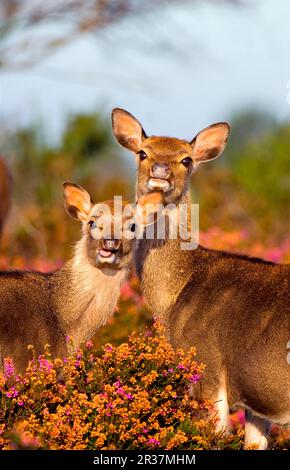 Sika deer (Cervus nippon) introduced species, stag and calf, on heathland in the morning sun, Arne RSPB Reserve, Dorset, England, Autumn Stock Photo